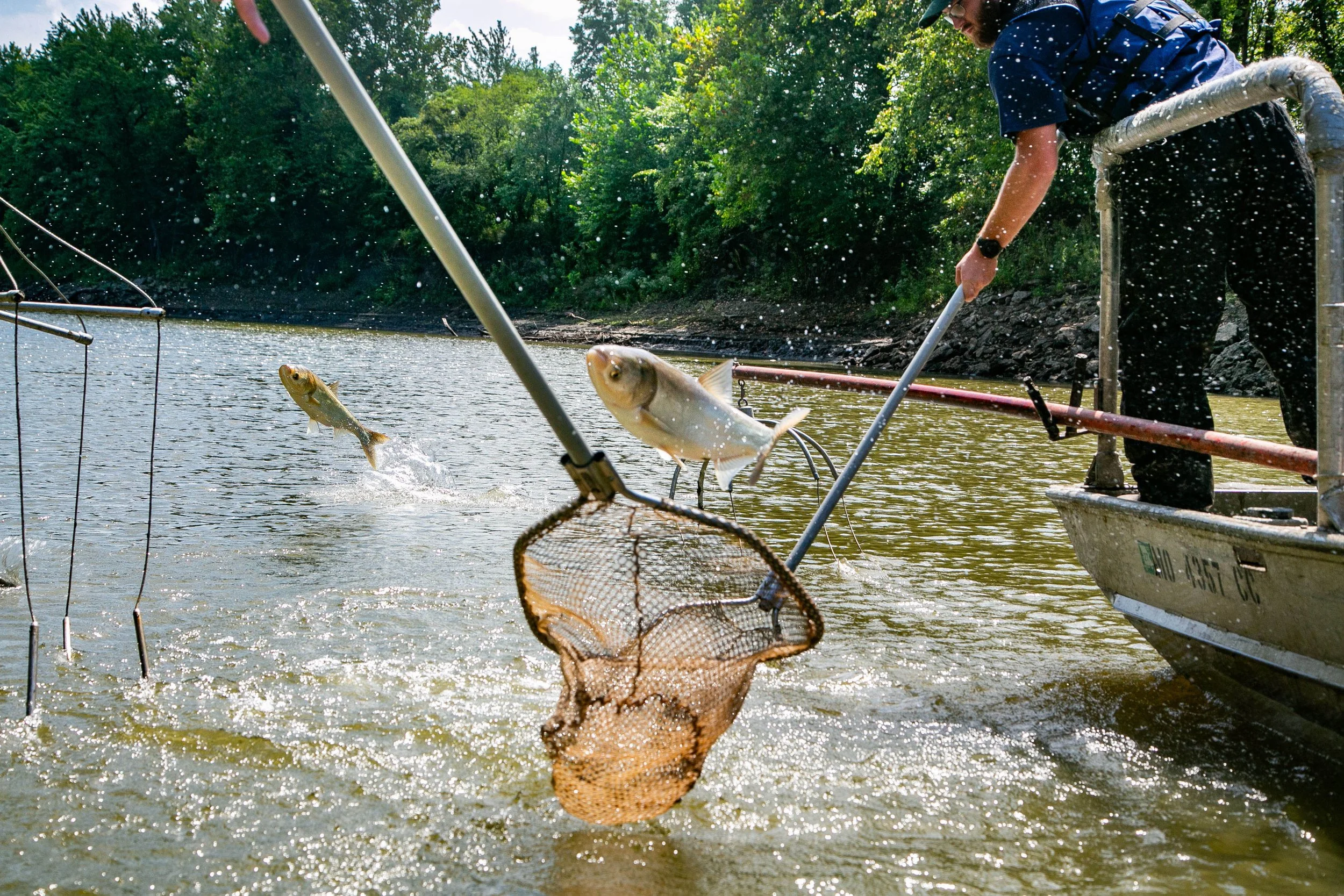 Working to remove invasive carp  from Platte River