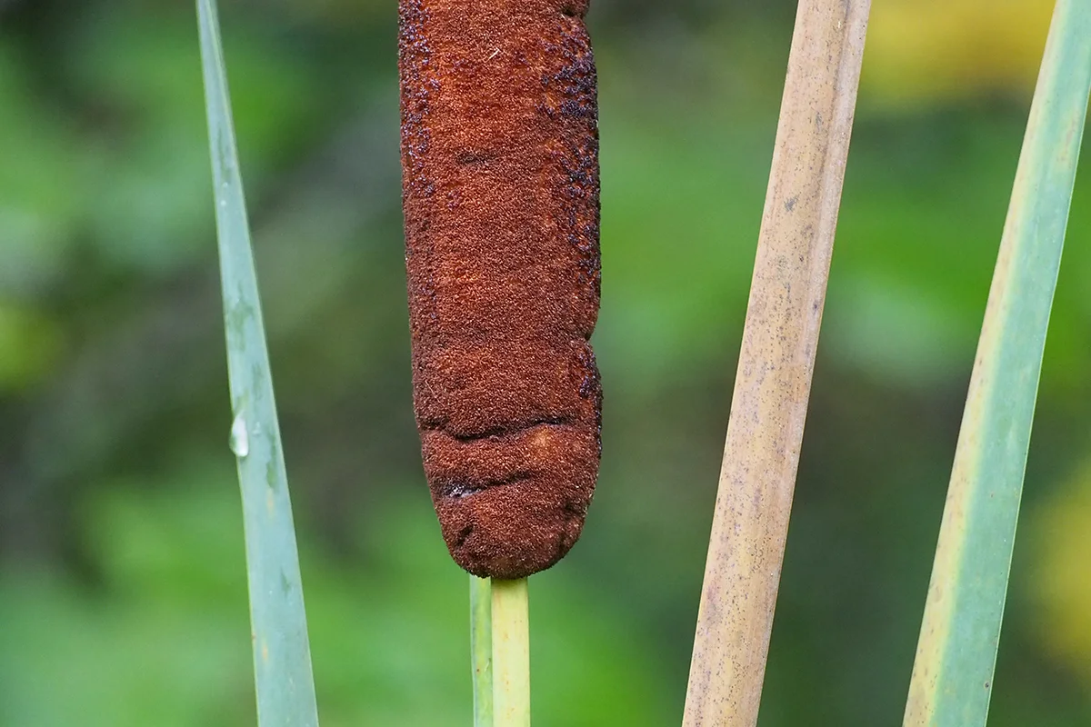 PA110046.JPG