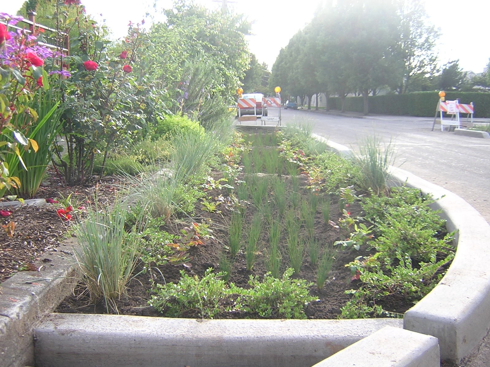 A streetside rain garden
