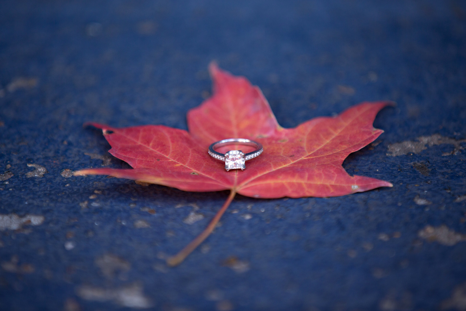 engagement-photography-hillary-frost-4490.jpg
