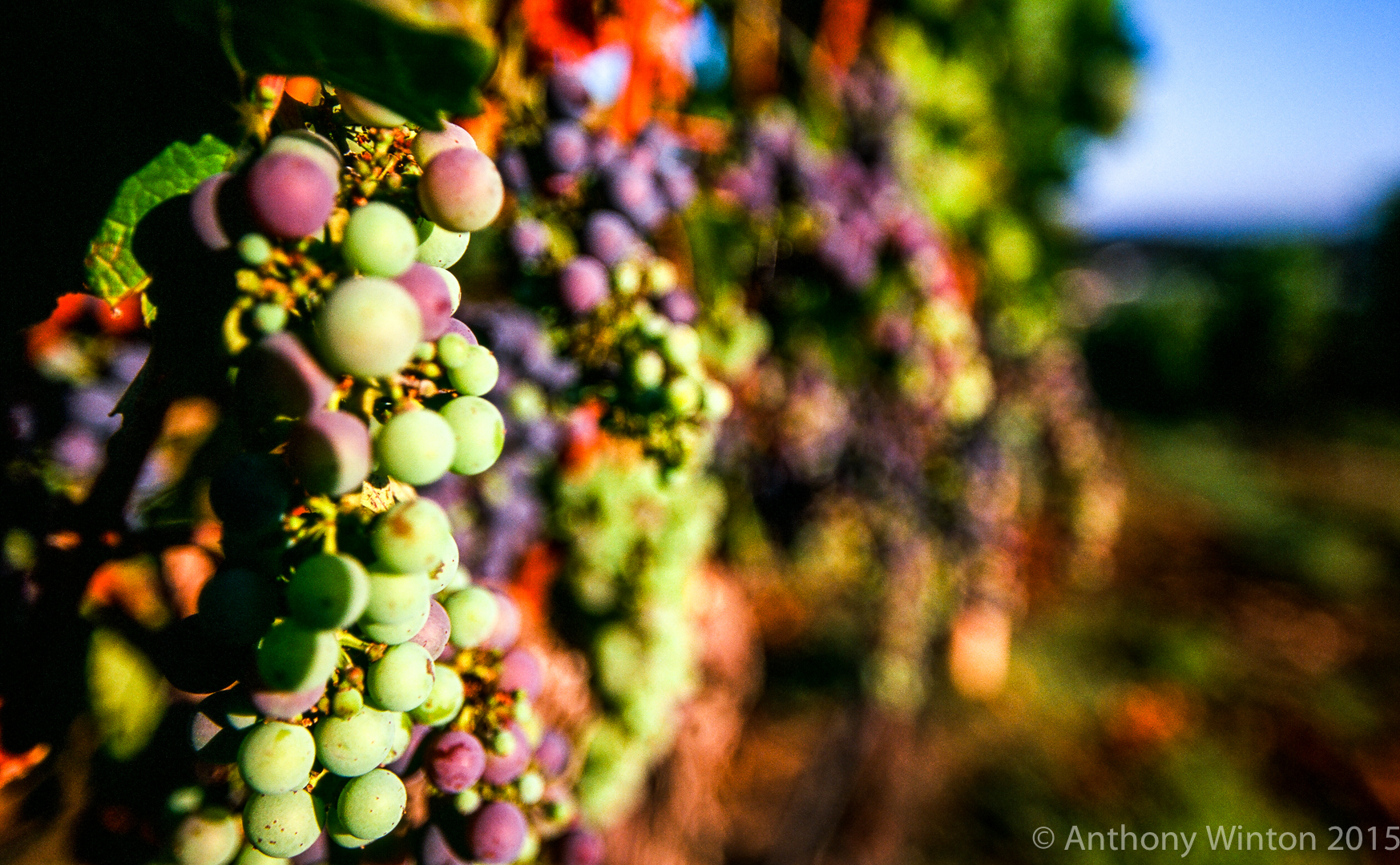 Ripening Harvest, Napa