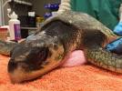 Hypothermic, rare sea turtle rescued in Hull