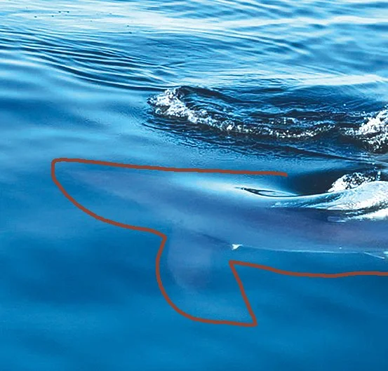 Shark.jpg