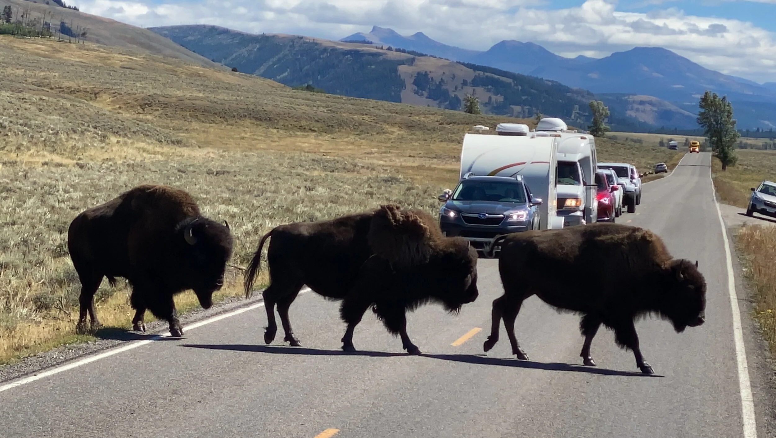 On The Road to The Lamar Valley (and the search for wildlife)