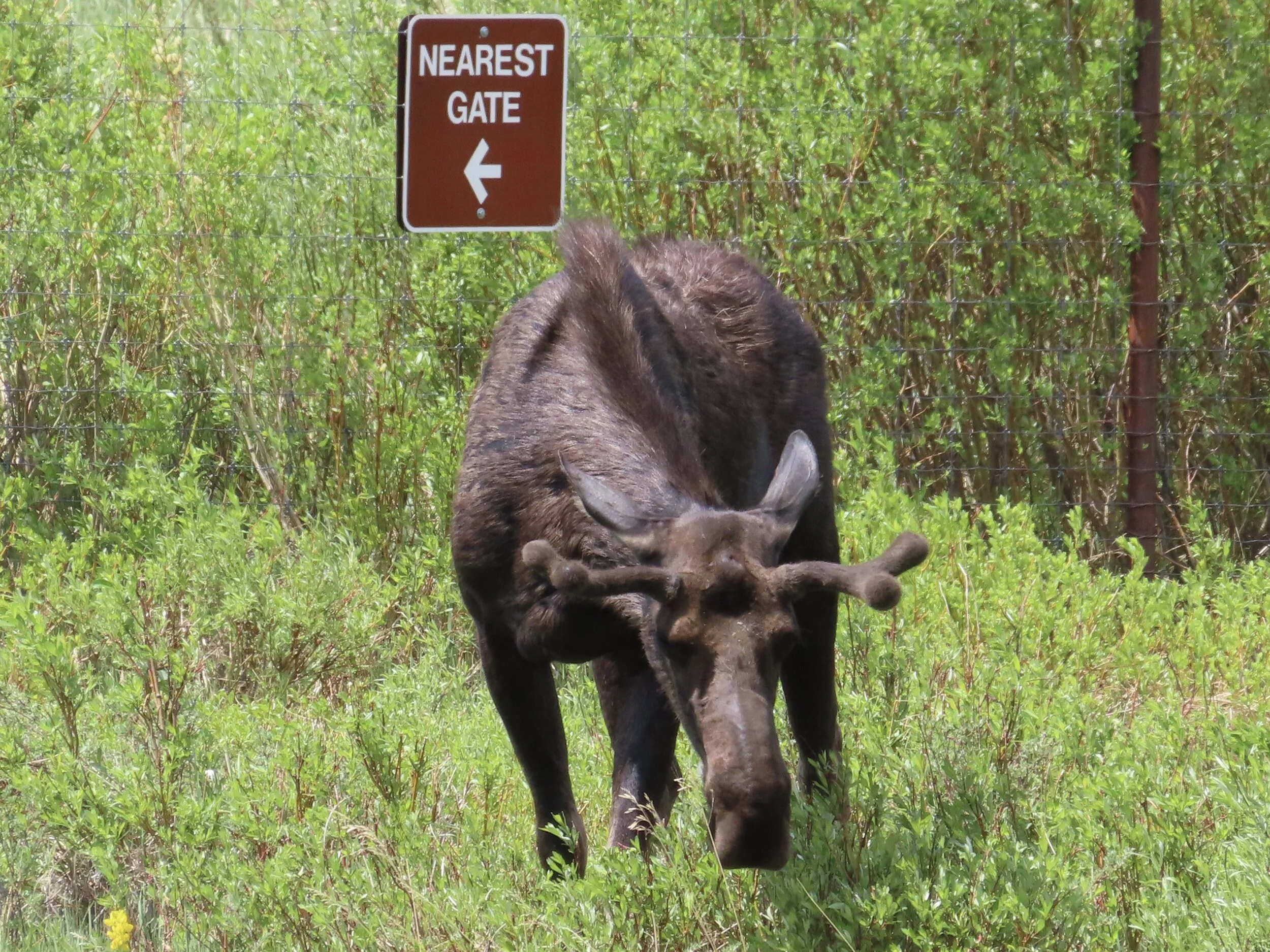 On The Road to (our last day at) Rocky Mt. National Park