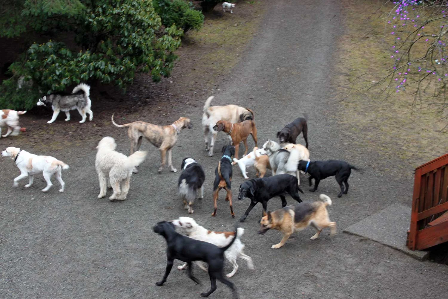 4-Gallery-bunchdogs.jpg