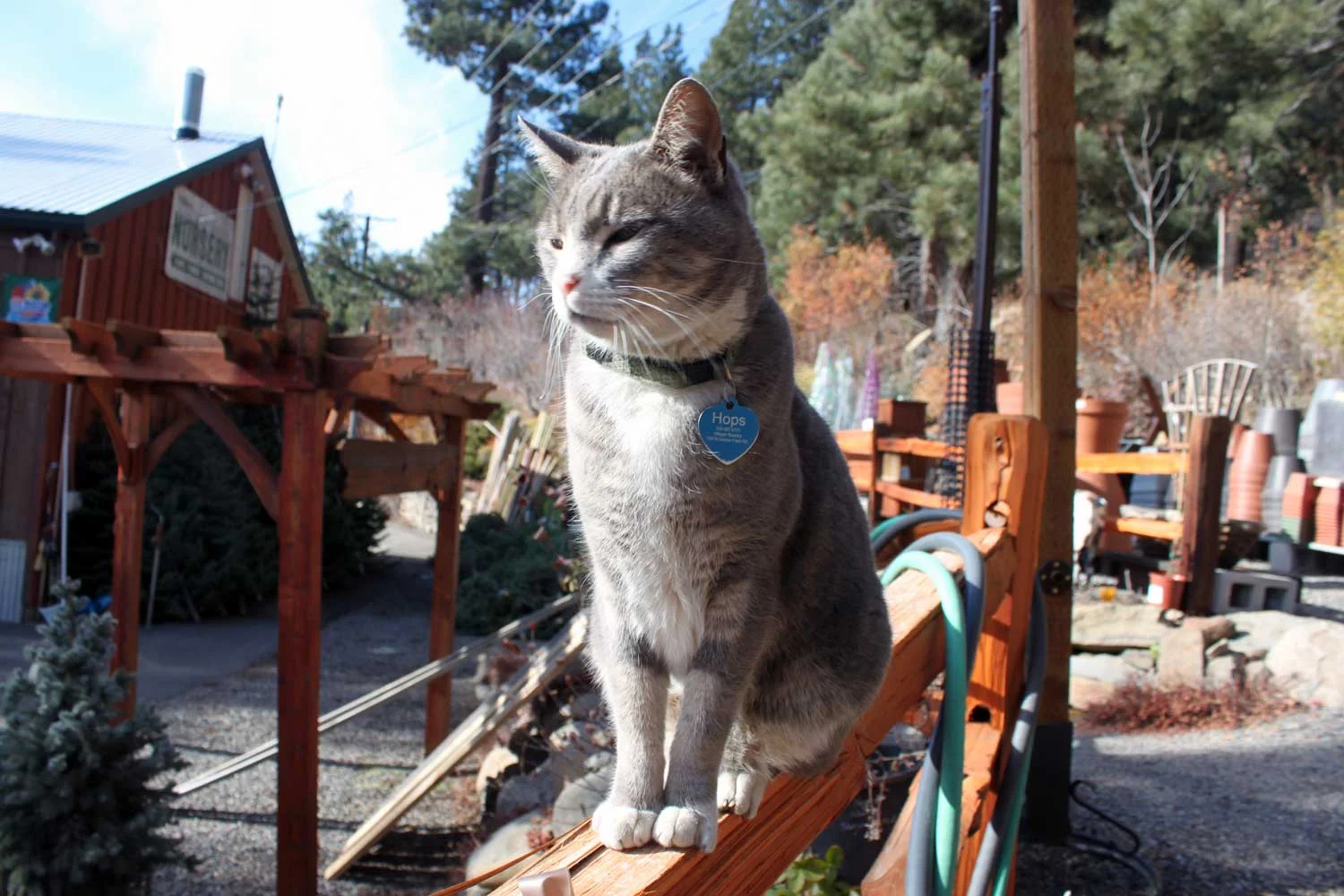 9-Gallery-Cat.jpg