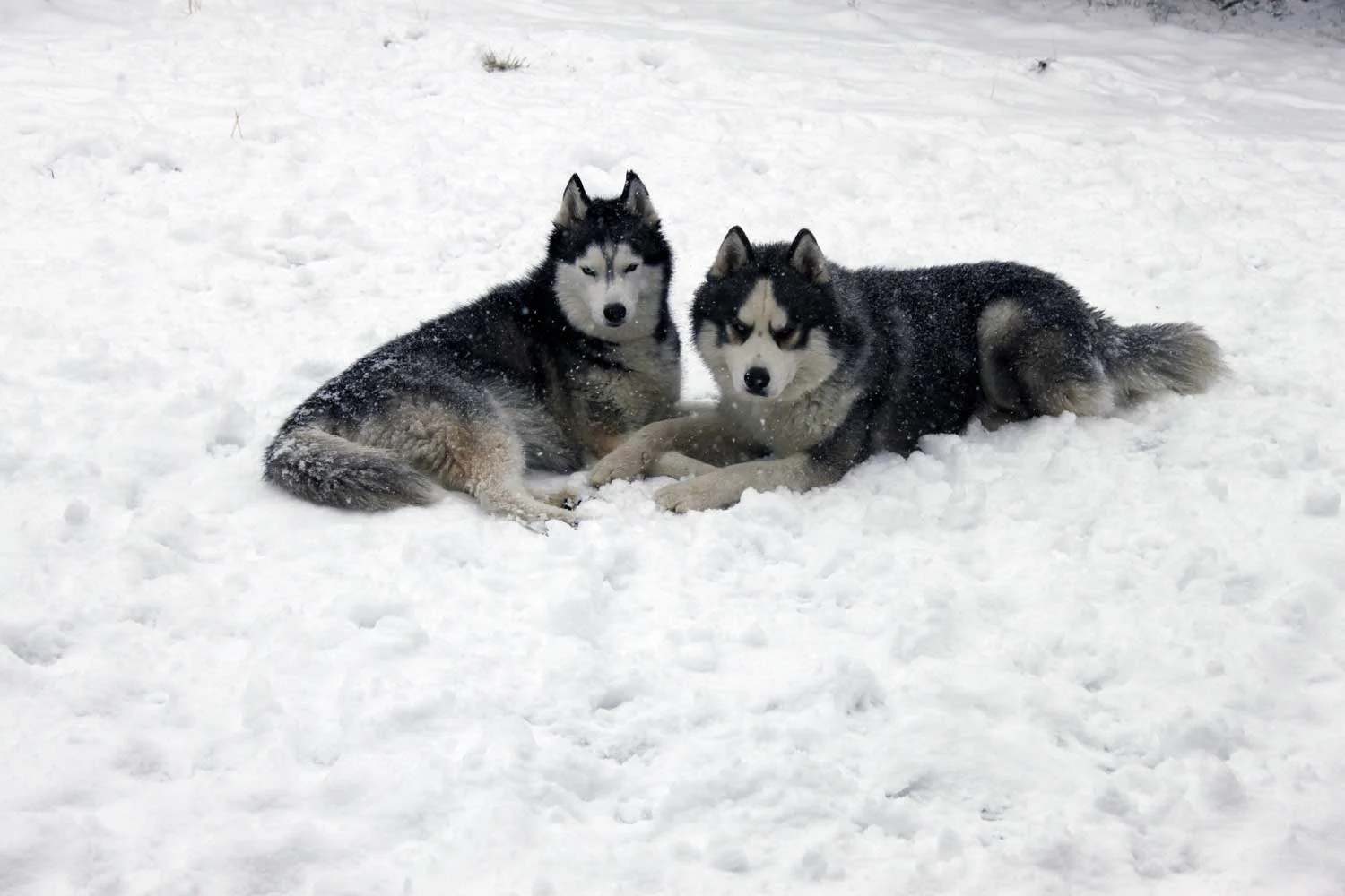 10-Gallery-2Huskies.jpg