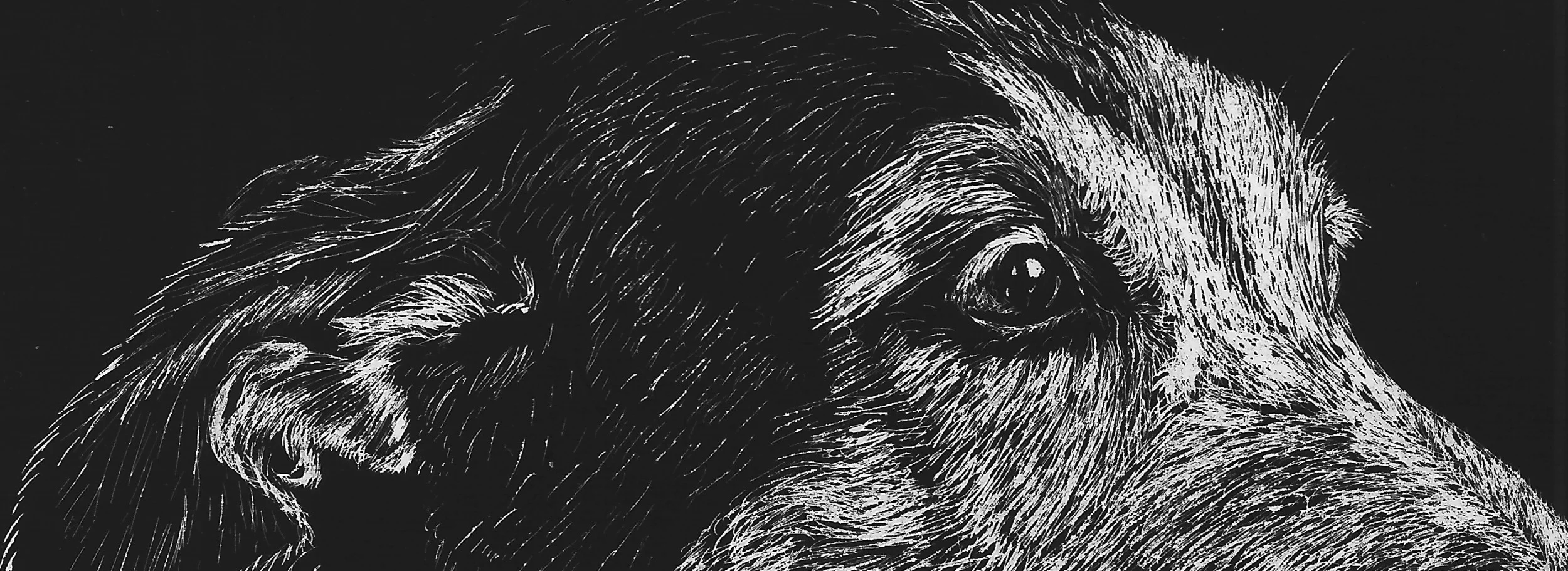 bella scratchboard 1.jpeg