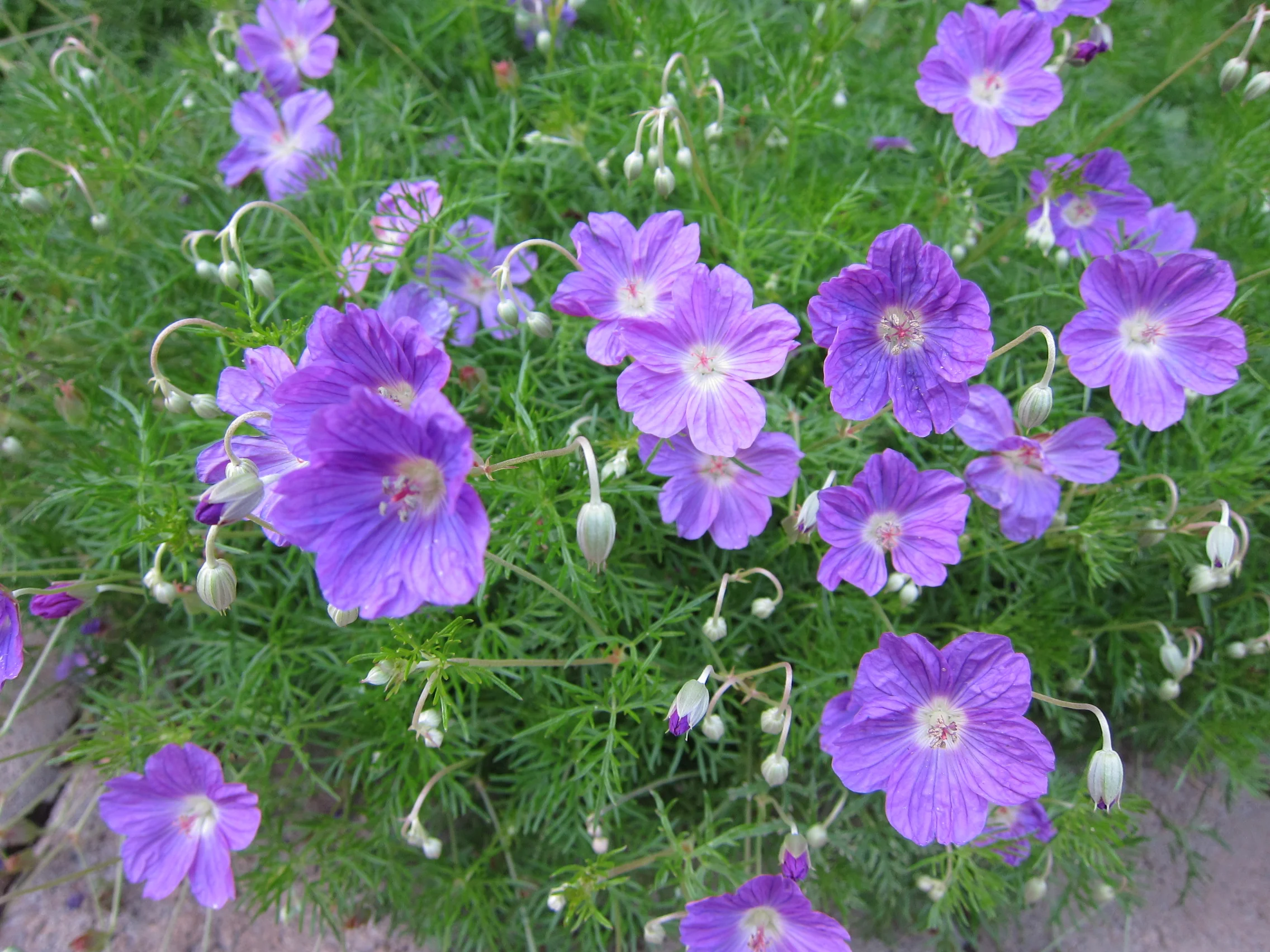 Geranium incanum (2).JPG