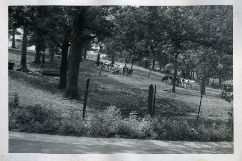  Cattle browsing, U.S. Soldiers Home farm, ca 1948 