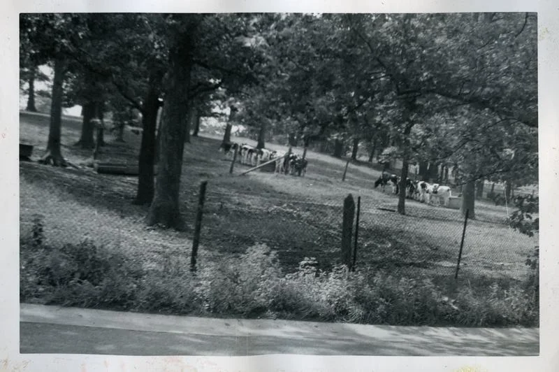 Cattle browsing, U.S. Soldiers Home farm, ca 1948