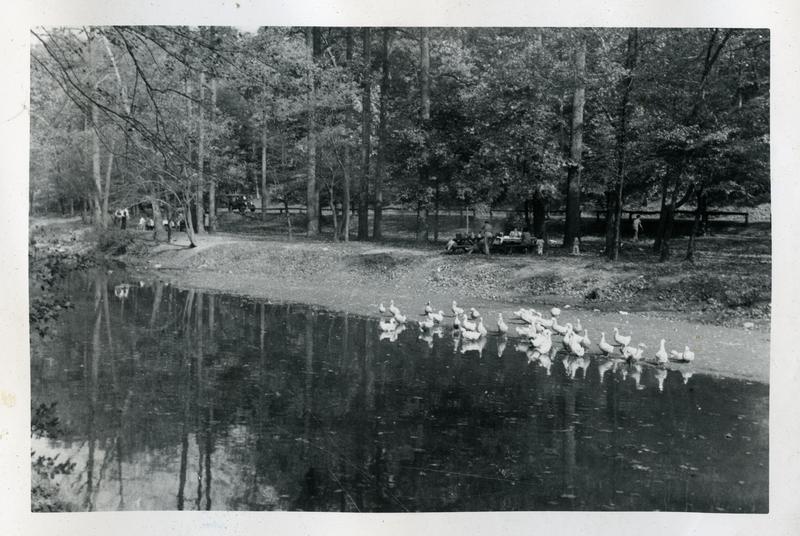  Ducks feeding in Rock Creek Park near Pierce Mill, ca 1948 
