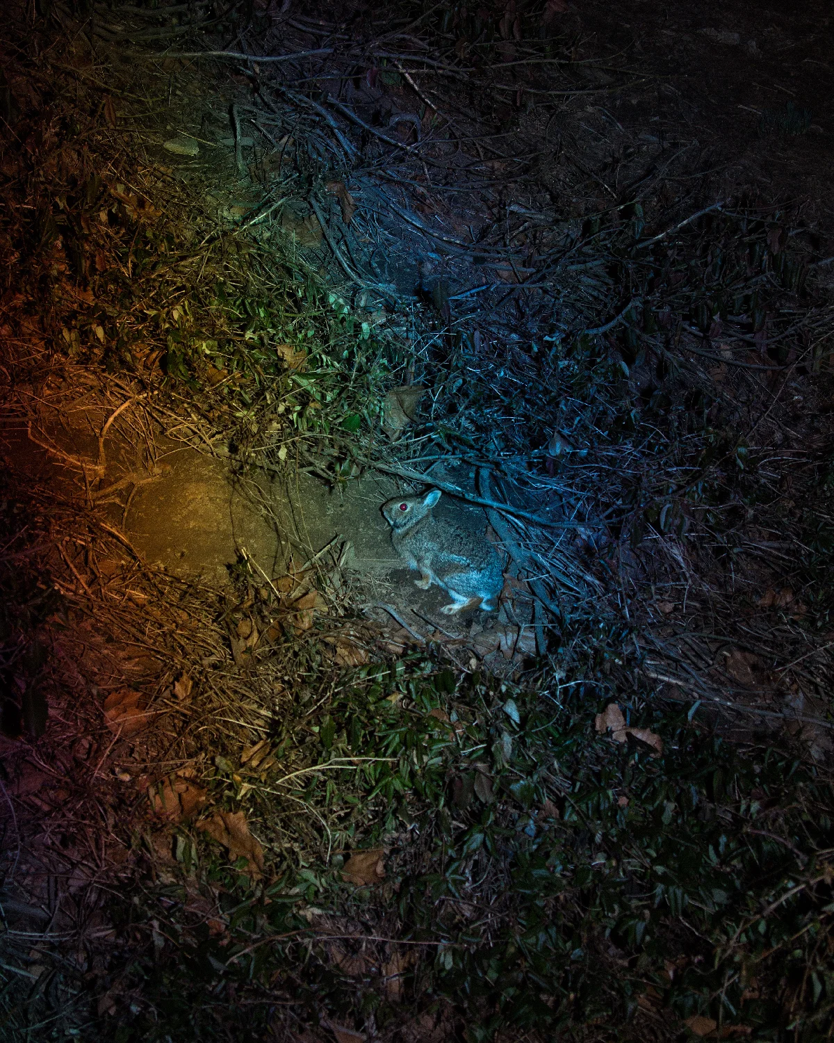 chasing-a-rabbit-to-ask-it-about-the-rainbow2.jpg