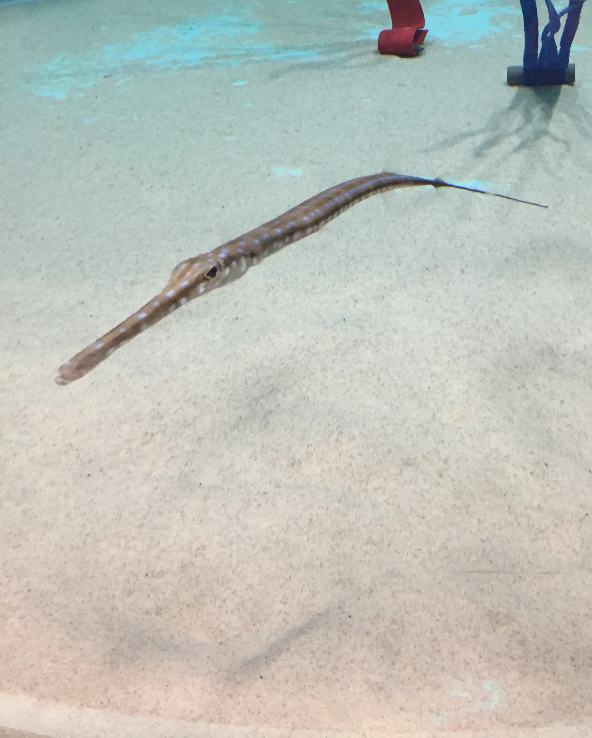 Bluespotted Cornetfish - Fistularia tabacaris