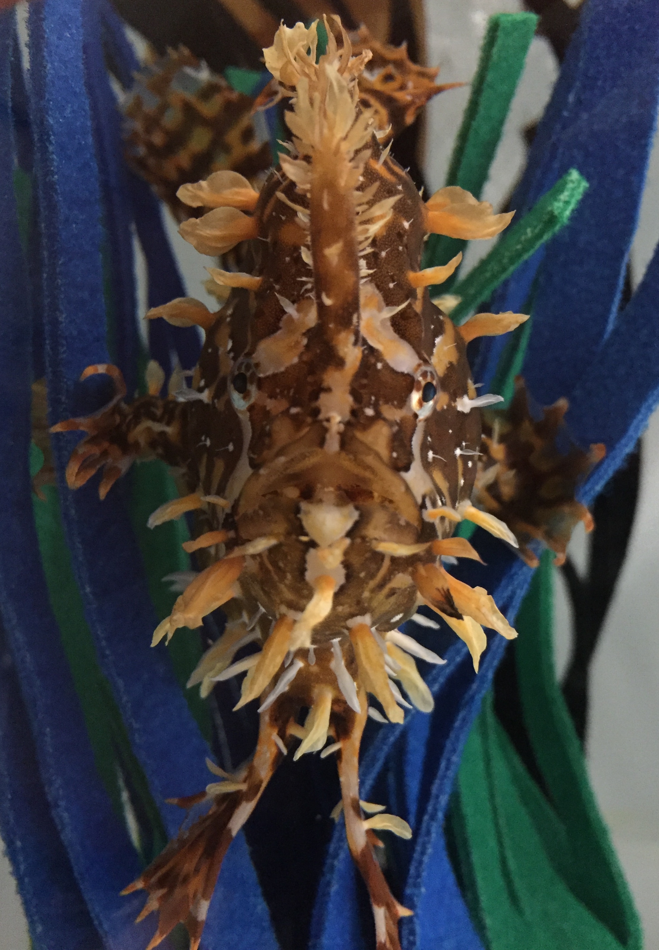 Sargassum Fish - Histrio histrio