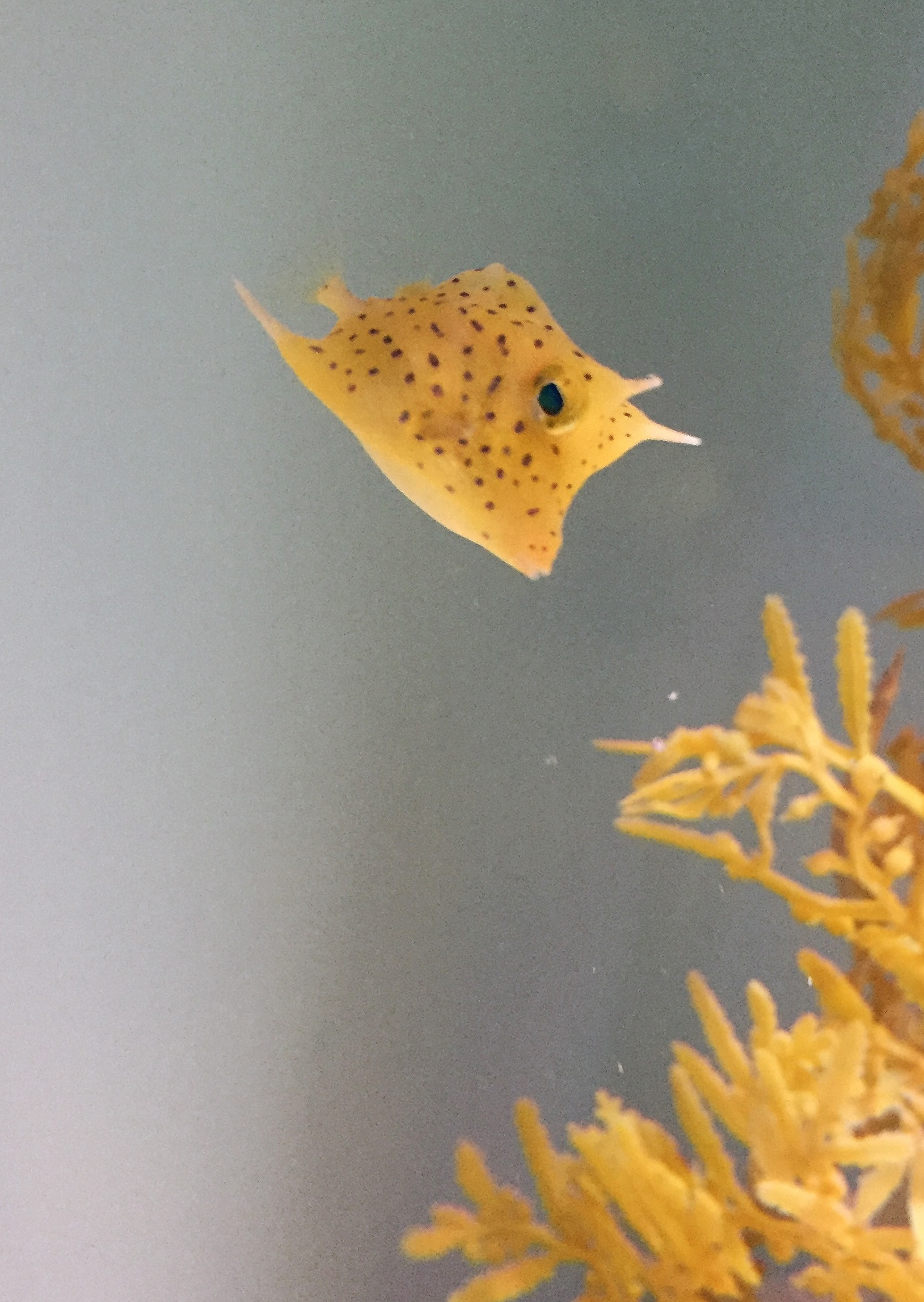 Cowfish