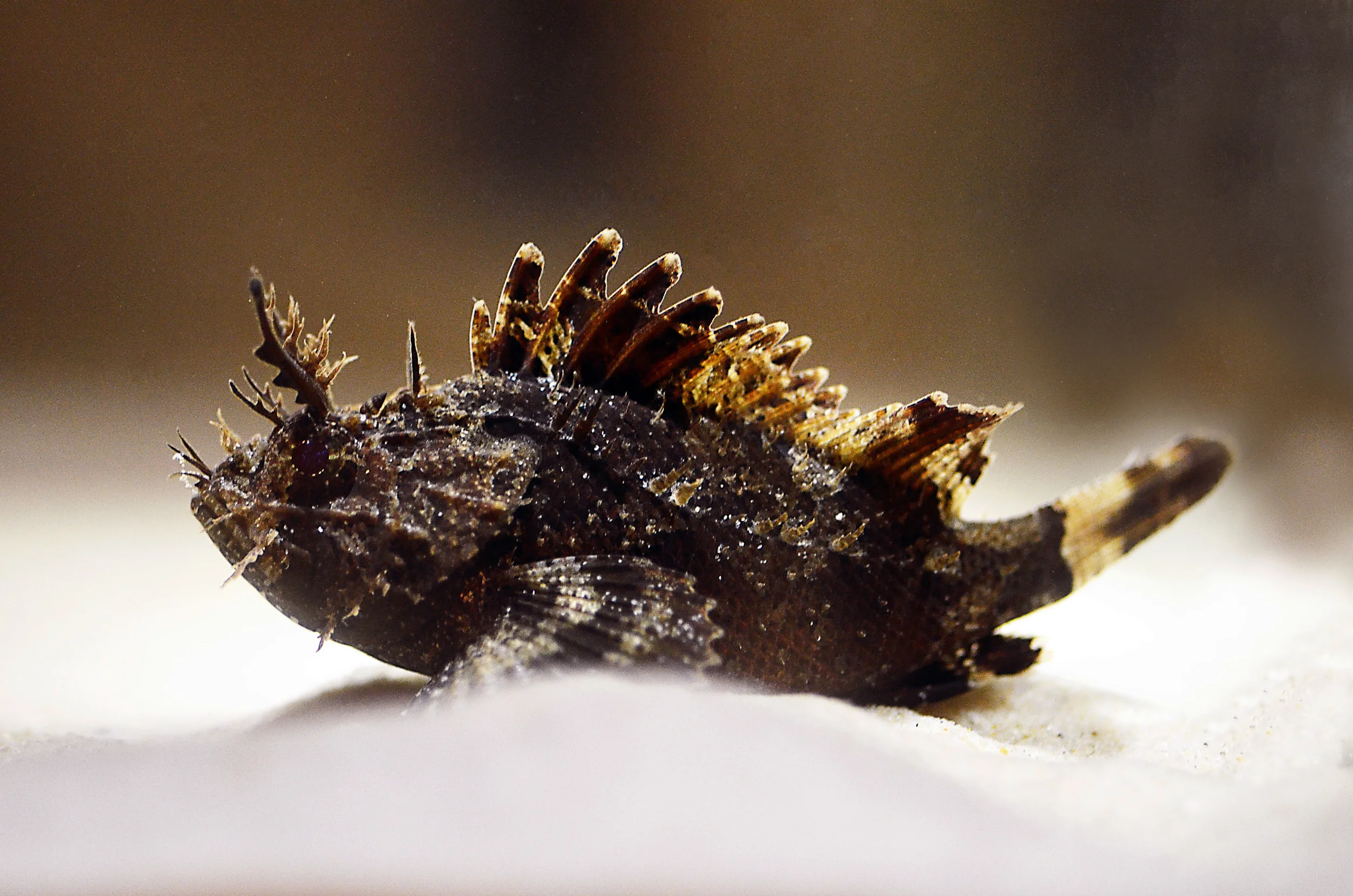 Plumed Scorpionfish - Scorpaena gradicornis