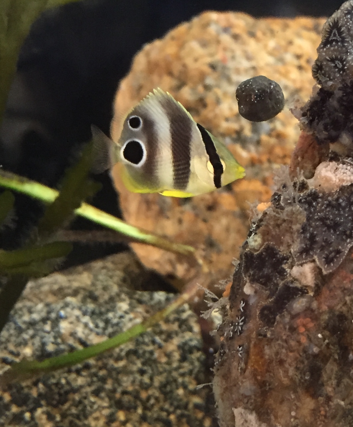 Foureye Butterflyfish - Chaetodon capistratus