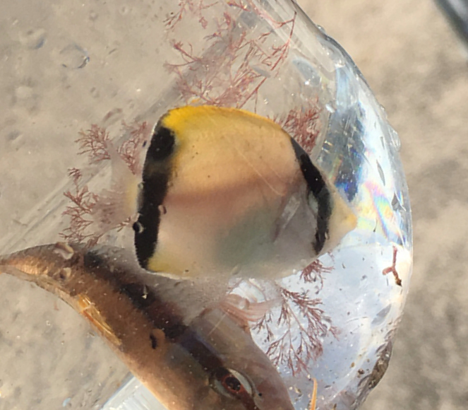Reef Butterflyfish, C. sedentarius - photo: A. Gardner