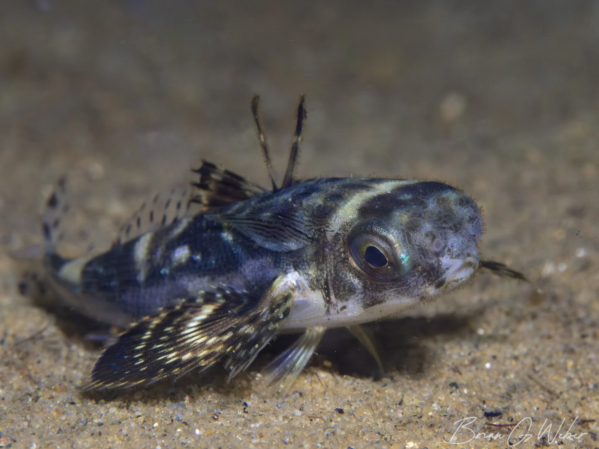 Flying Gurnard - Dactylopterus volitans