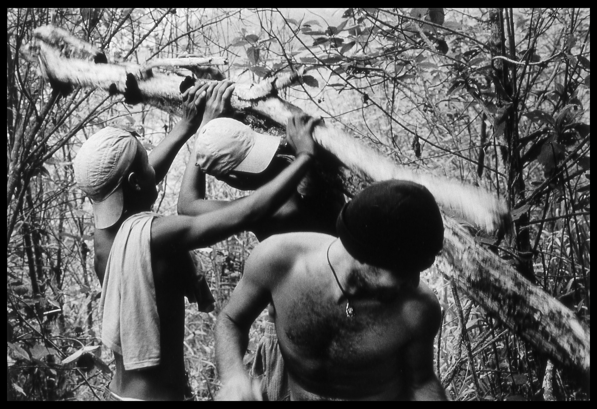 Fire Wood, Espirito Santo, Brazil.jpg