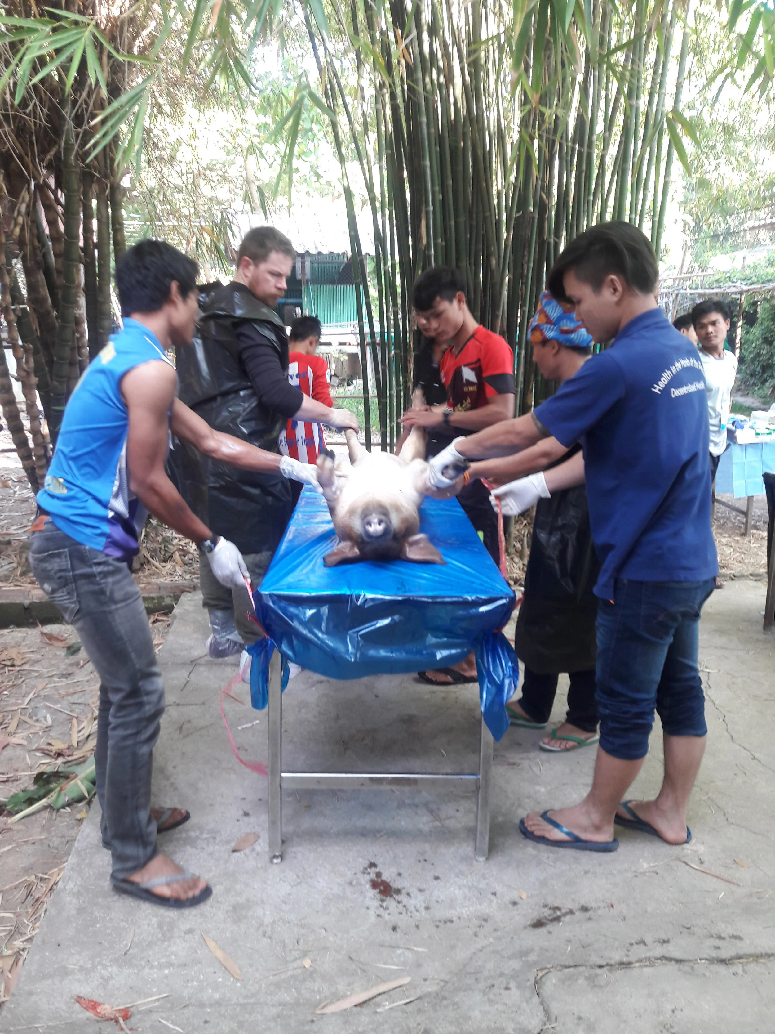 Learning anatomy and procedures during the pig lab.