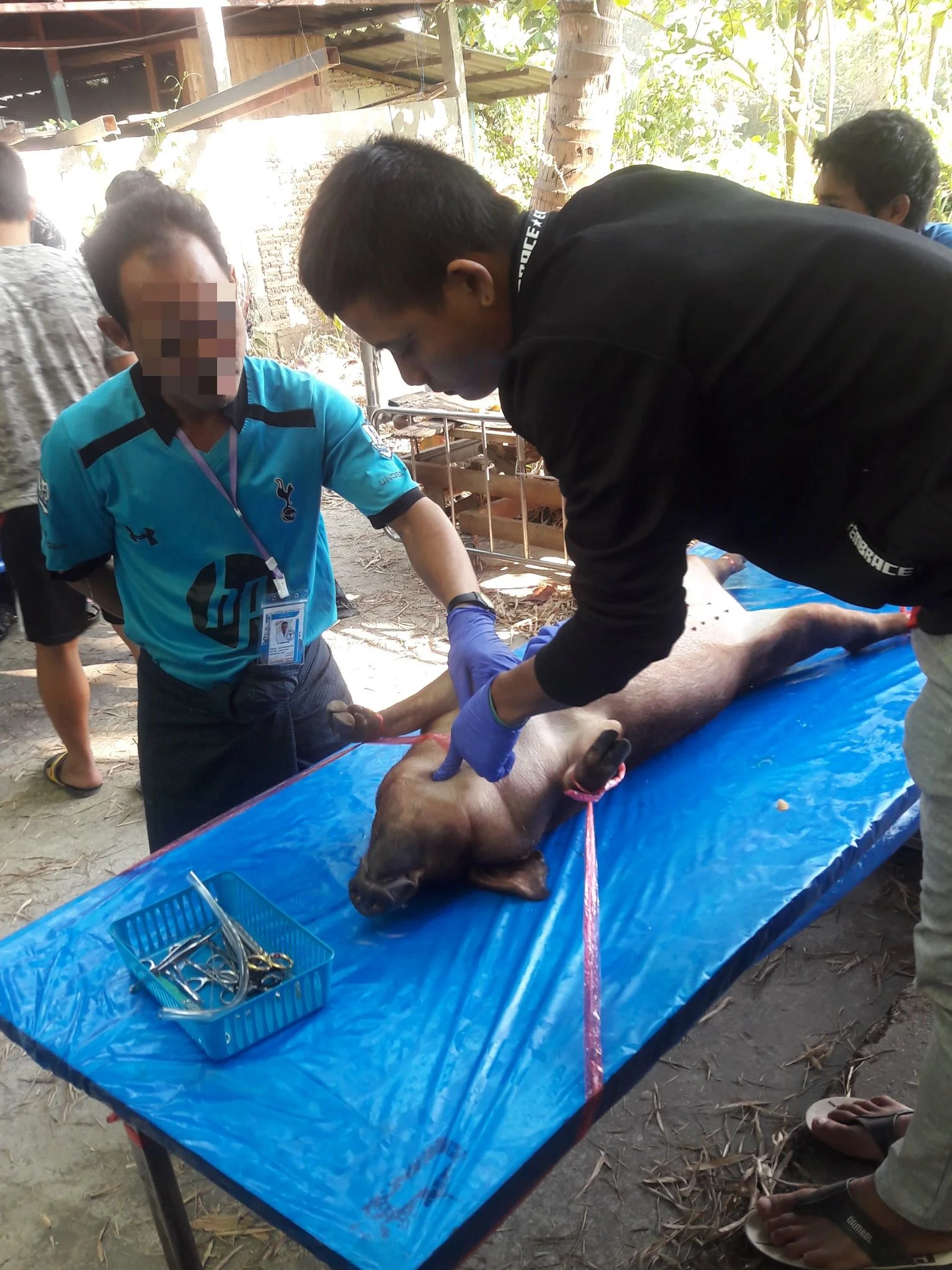 Preparing for a “cric” procedure during the pig lab.