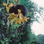 mouseonflowerth.jpg