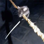 mouseonrope1th.jpg