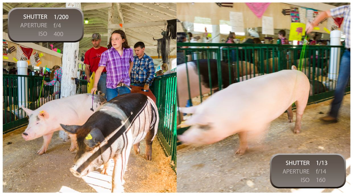 SHUTTER SPEED: A slow shutter speed is generally frowned upon when taking photos in dark environments. The picture on the left is crisp and clear because of a faster shutter speed. The photo to the right had a slower shutter speed so the pig’s motion was caught in the shot as it zipped by.