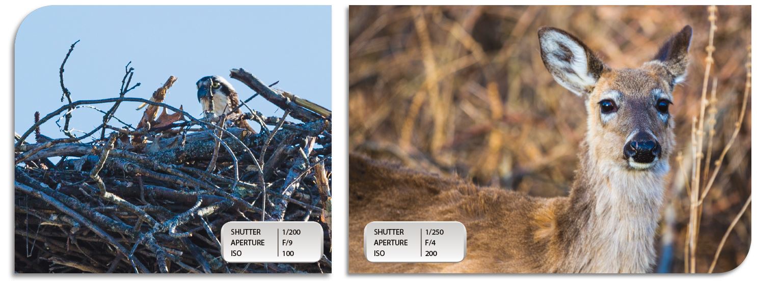WILDLIFE: (Left) I happened by an osprey nest while the homeowner was in one afternoon and was able to snag this shot. The use of Canon’s 1.4x iii Extender pushed my Canon 70-200mm f/2.8 L IS USM ii lens out to 280mm, which helped me see the Osprey’s head popping out to survey the ground below. (Right) Similarly, I was able to get some extra reach with the teleconverter to zoom in on this... well, frankly frightened looking, deer.
