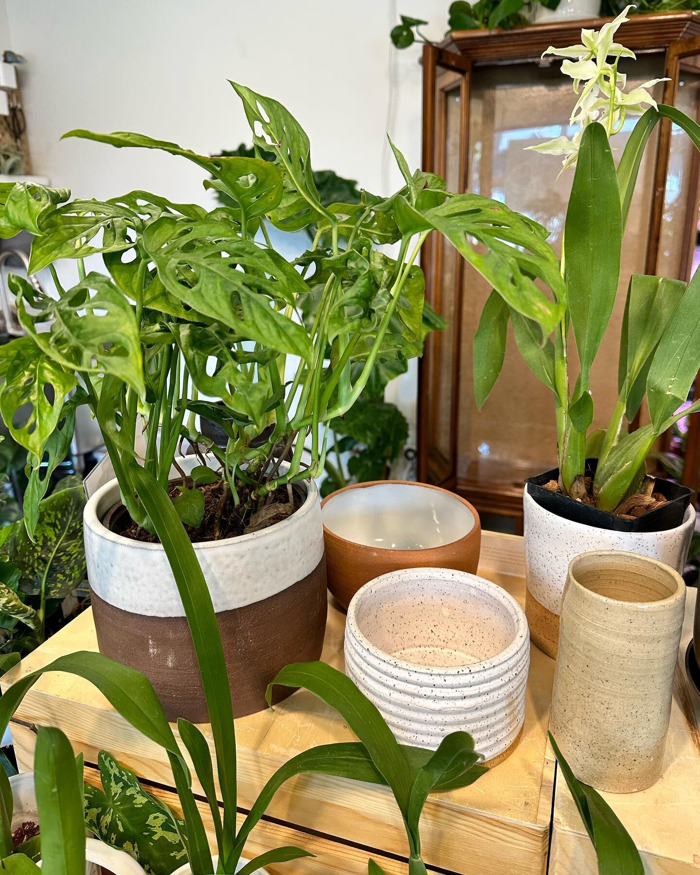 Exciting news! You can now purchase select pieces at @littleorchidannie in Ballard, Seattle. The planters are looking fab with the gorgeous plants inside. Swing by Thursday - Sunday 🌿🌱🪴