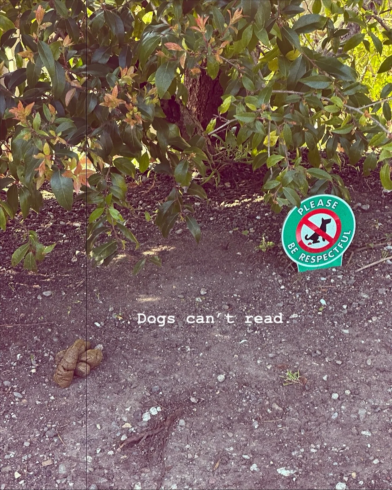 Some humans can&rsquo;t either. 

Follow 👉 @thomaskelleherwrites 👈

#thomaskelleherwrites #author #authors #writing #writer #writers #authorsofinstagram #writersofinstagram #screenwriter #screenwritersofinstagram #screenwriters #screenwriting #dogs