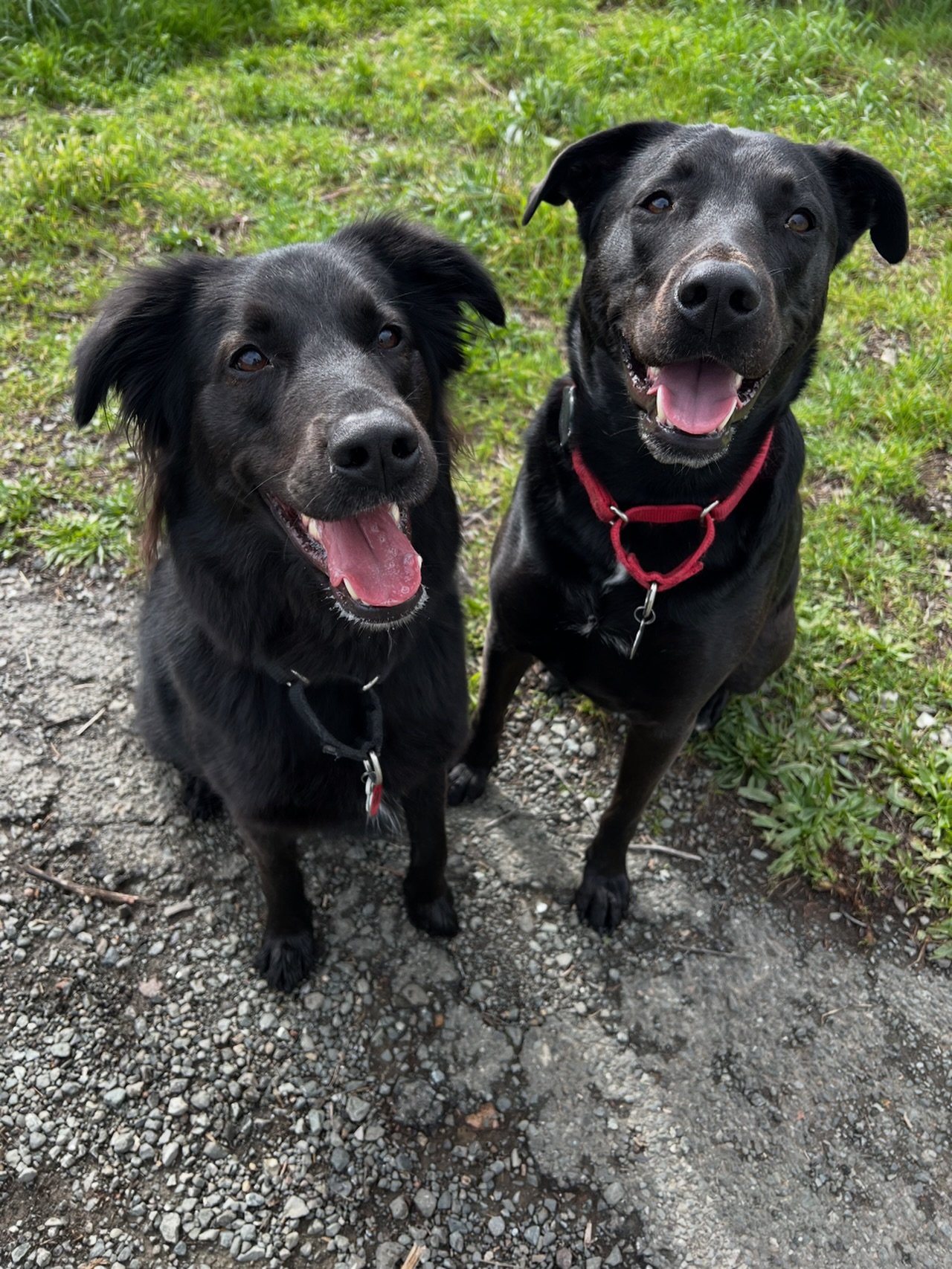 Happy dogs. #dogslife 

Follow 👉 @thomaskelleherwrites 👈

#thomaskelleherwrites #dogs #dogsofinstagram