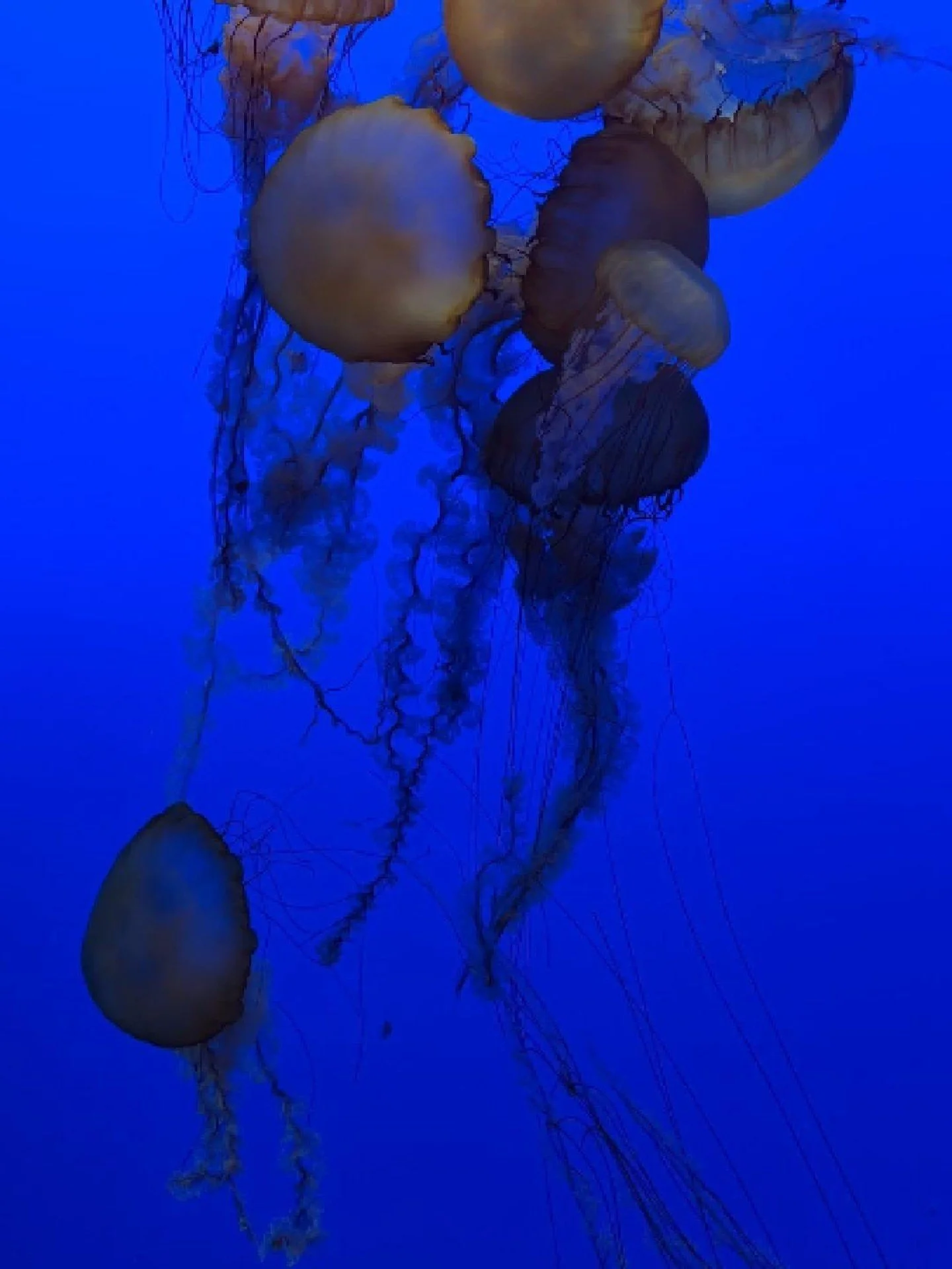 Enjoying the weekend in Santa Cruz/Monterey with Will's birth family traveling from ATL. Yesterday was the @montereybayaquarium and then lunch on the waterfront.⠀
⠀
Follow 👉 @thomaskelleherwrites 👈⠀
⠀
#thomaskelleherwrites  #screenwriter #screenwri