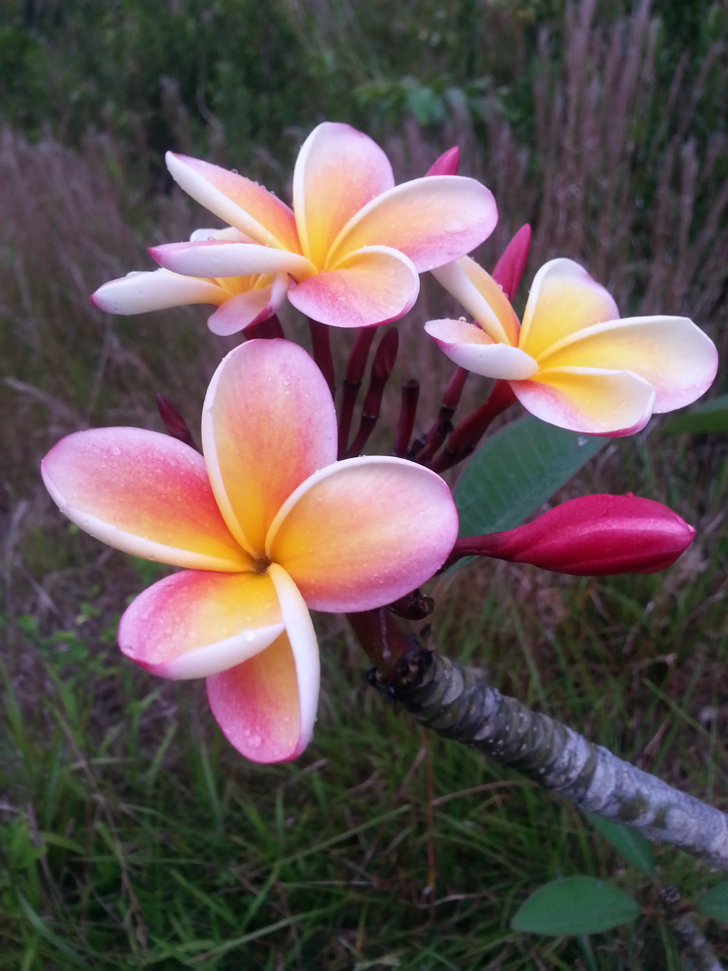 20130512_174626.jpg