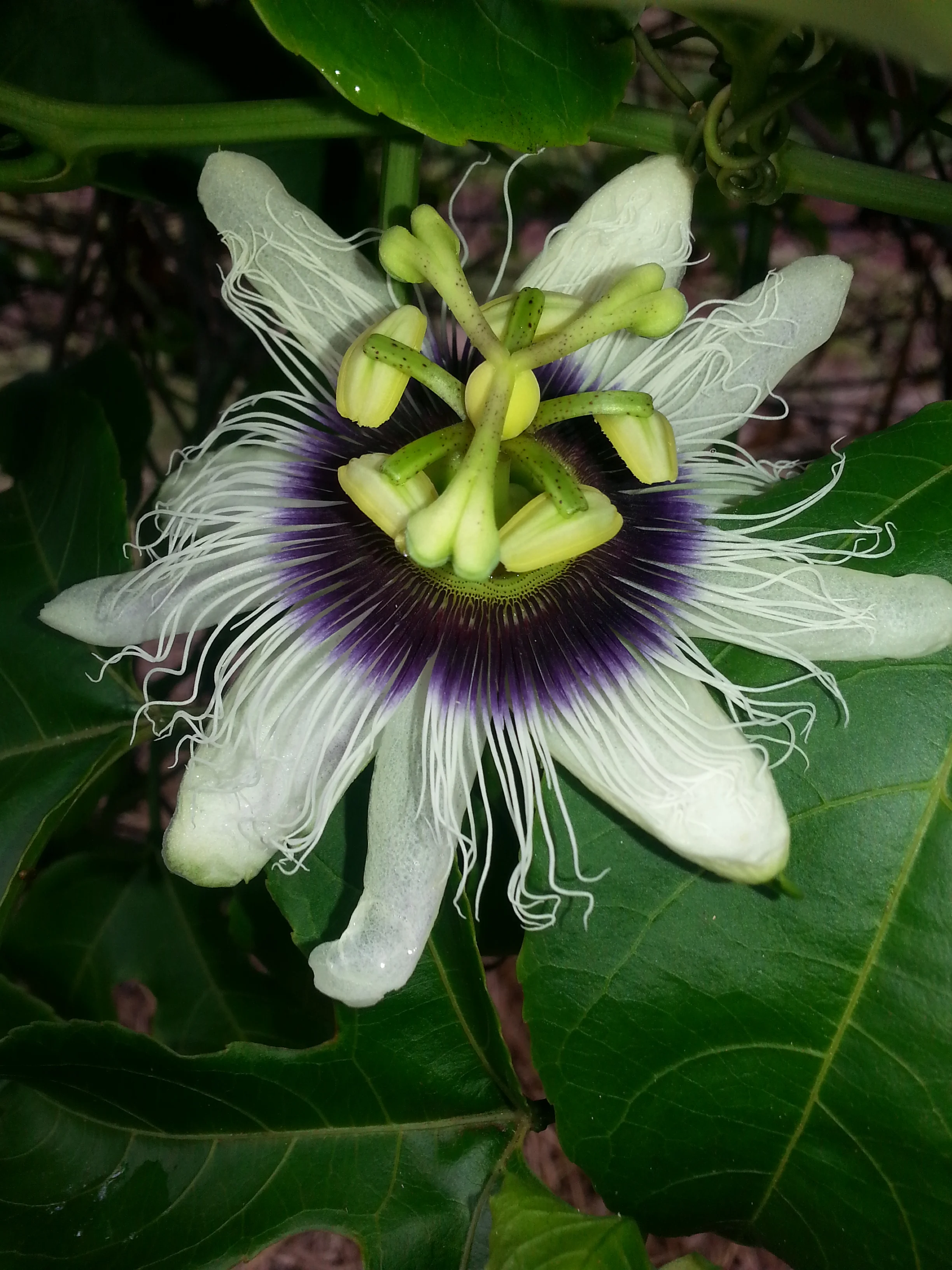 20130715_160558.jpg