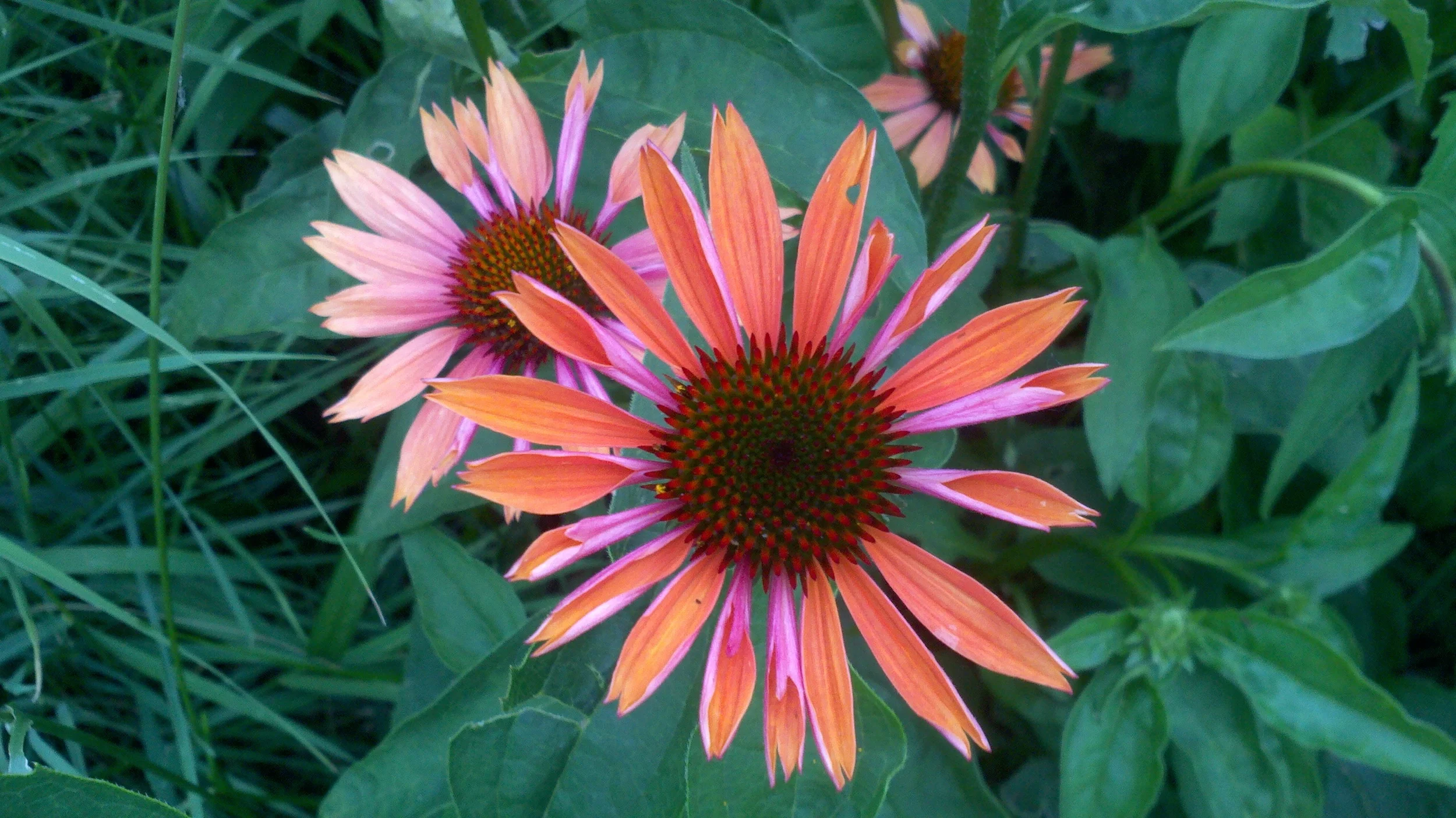 2011-07-16_18-19-11_710.jpg