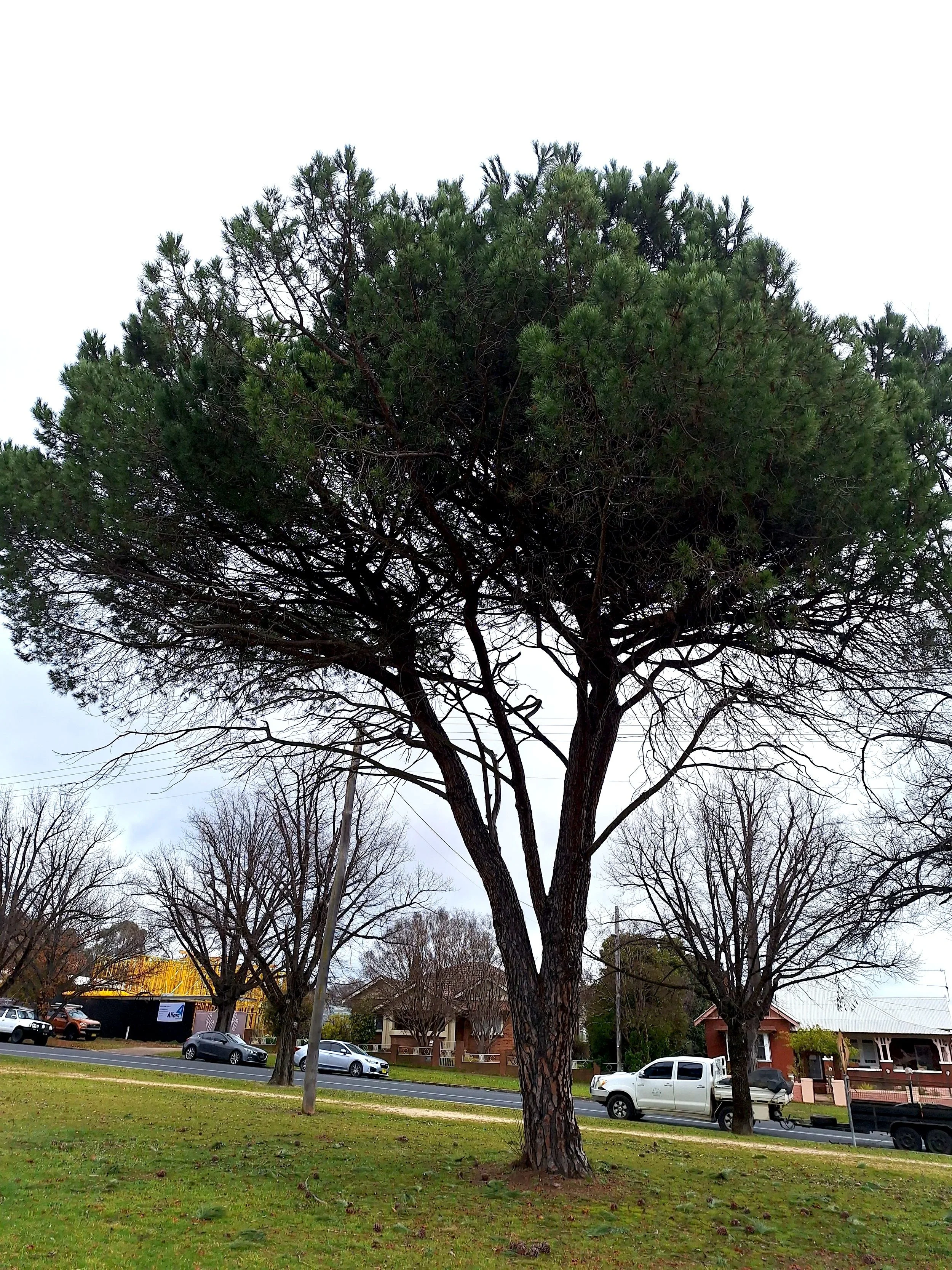 20240717_Stone_Pine+_Bathurst.jpg