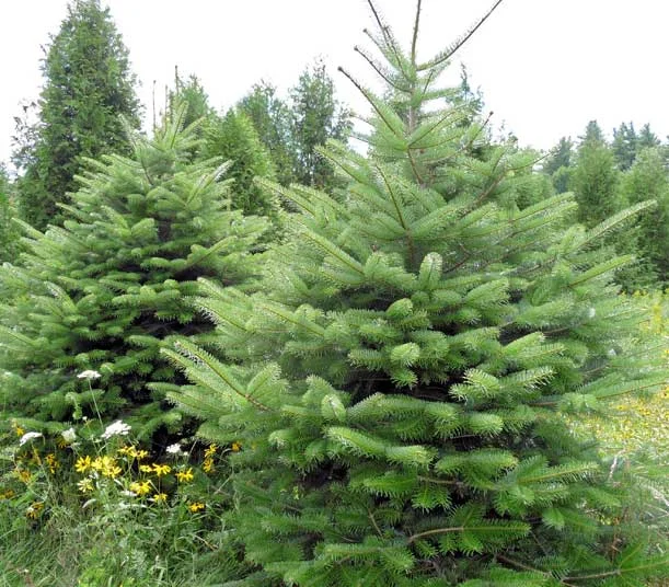 Turkish Fir (Bithynian Fir) — Spruced Christmas Trees