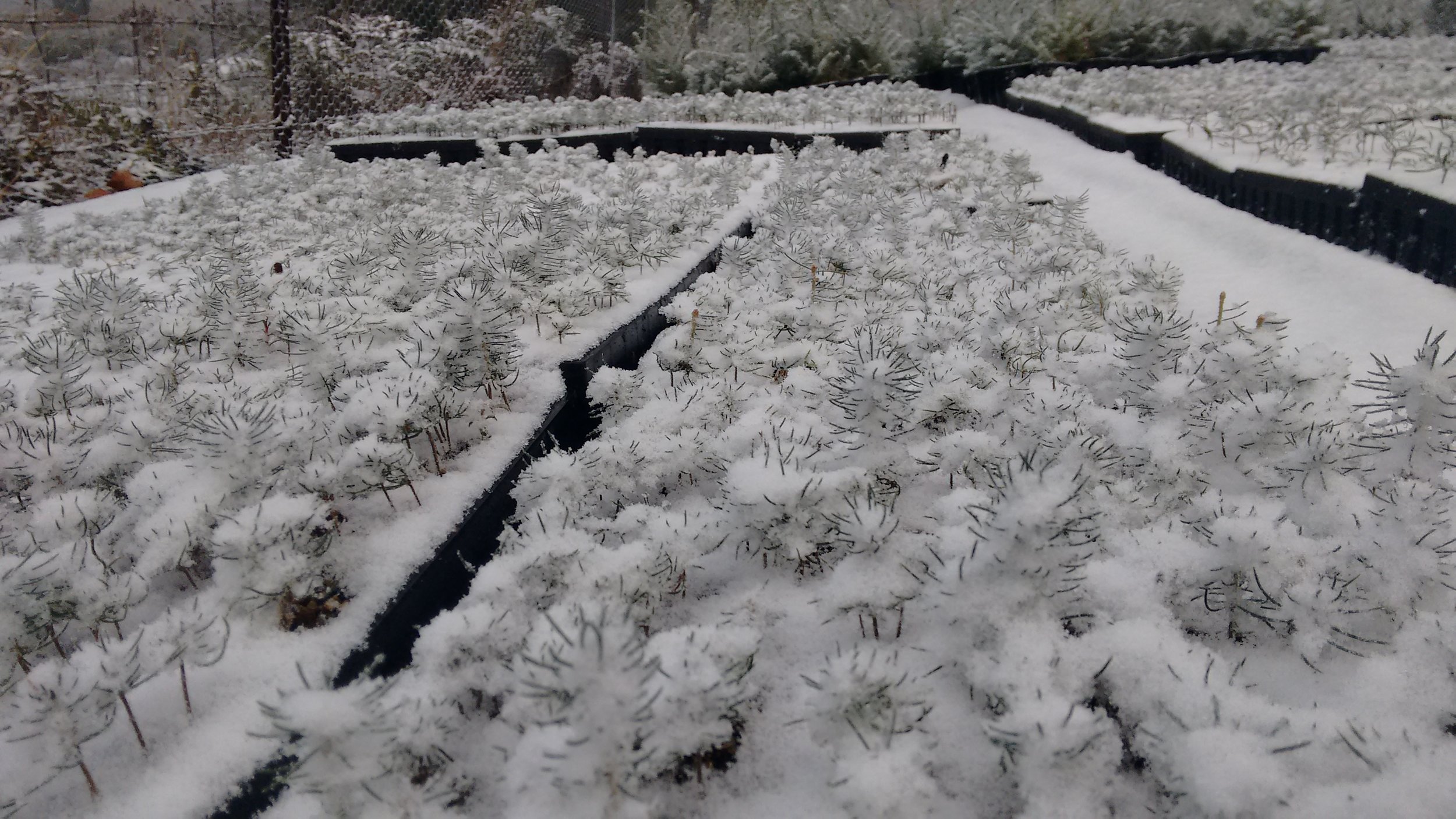 Winter sets in - Excavator driver from the coast not amused...
