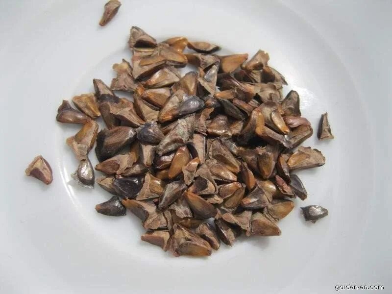 Subalpine Fir Seeds - 2025 Harvest