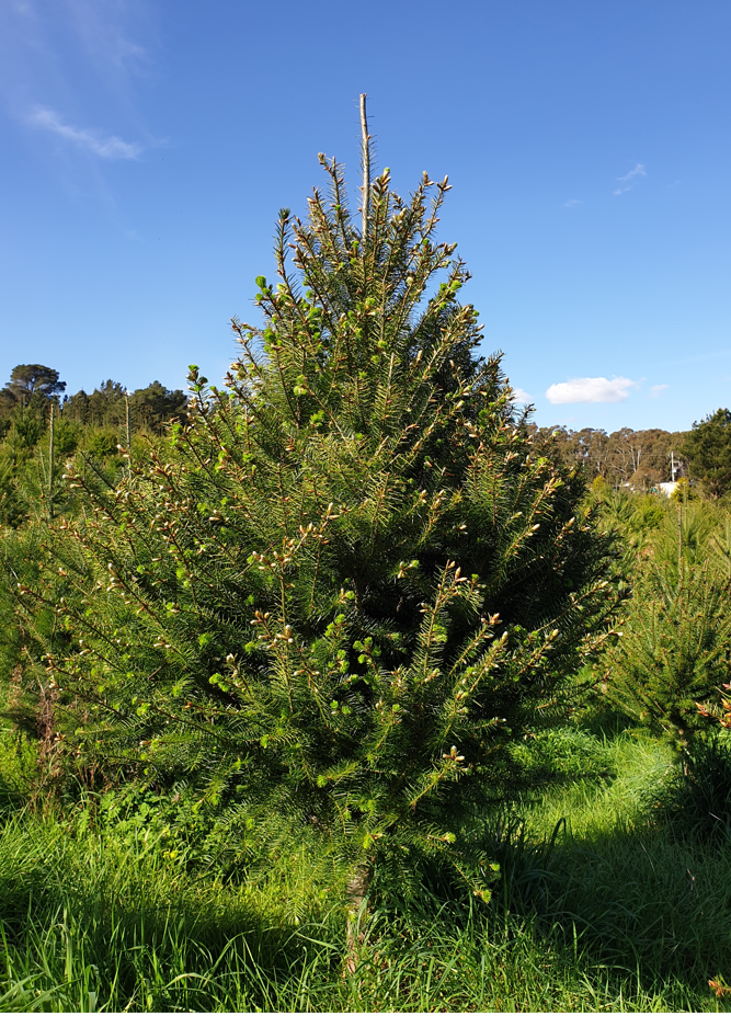 Pruned Douglas Fir 2021.PNG