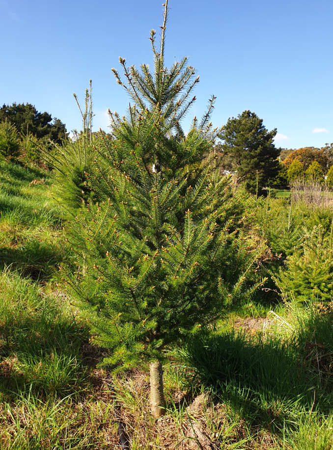 European style Douglas Fir 2021 October.PNG