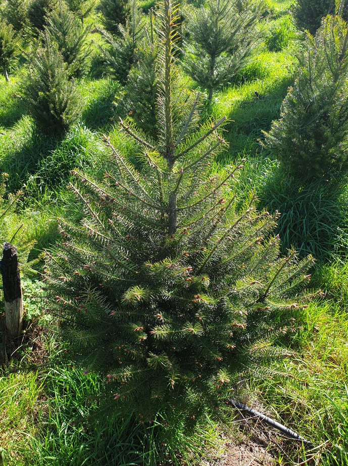 Douglas Fir field October 2021.PNG