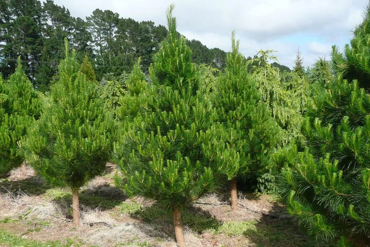 radiata+pine.jpg