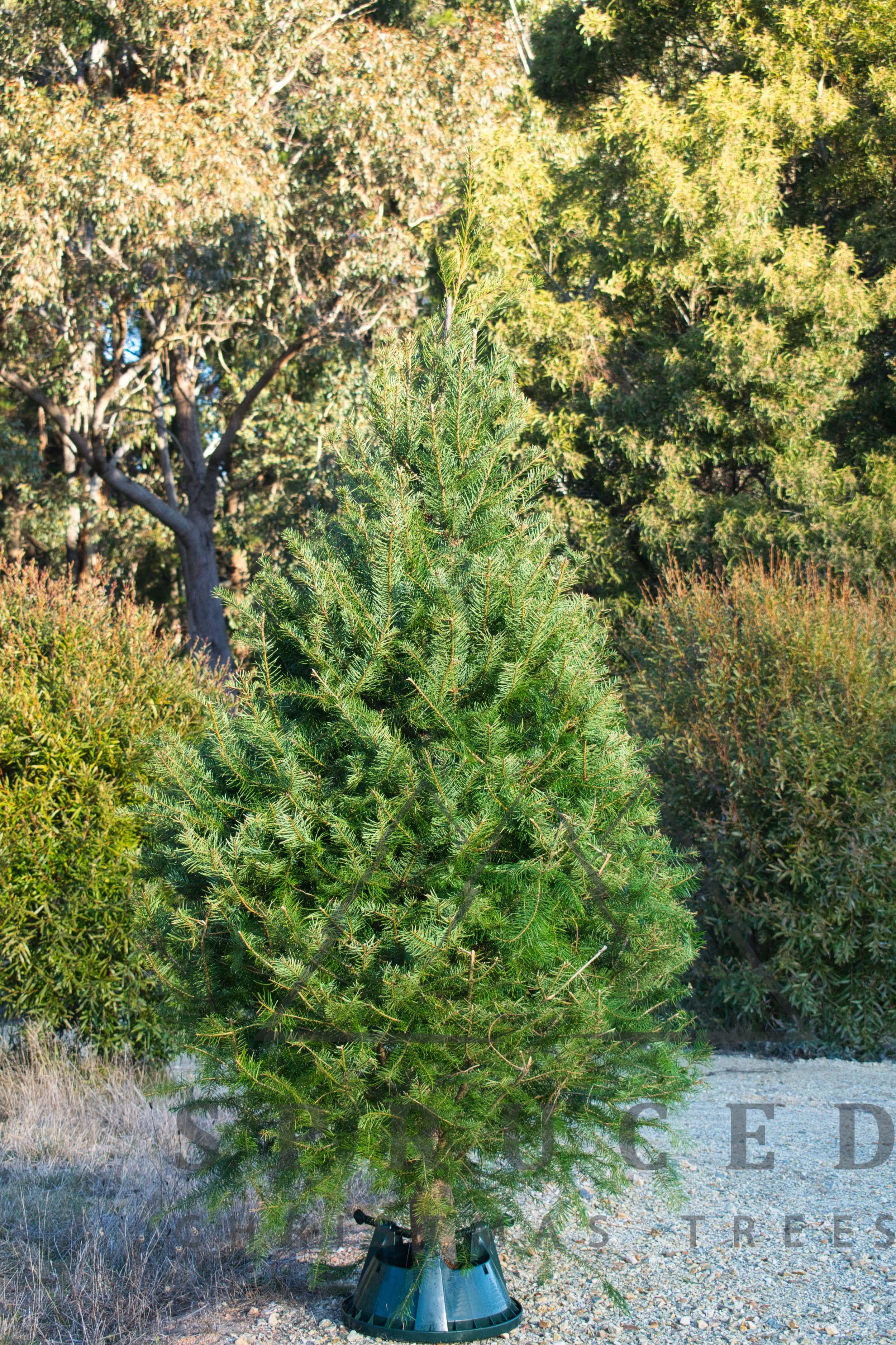 Pre-order Fresh-cut Christmas Tree - Douglas Fir (American Style Christmas Tree).