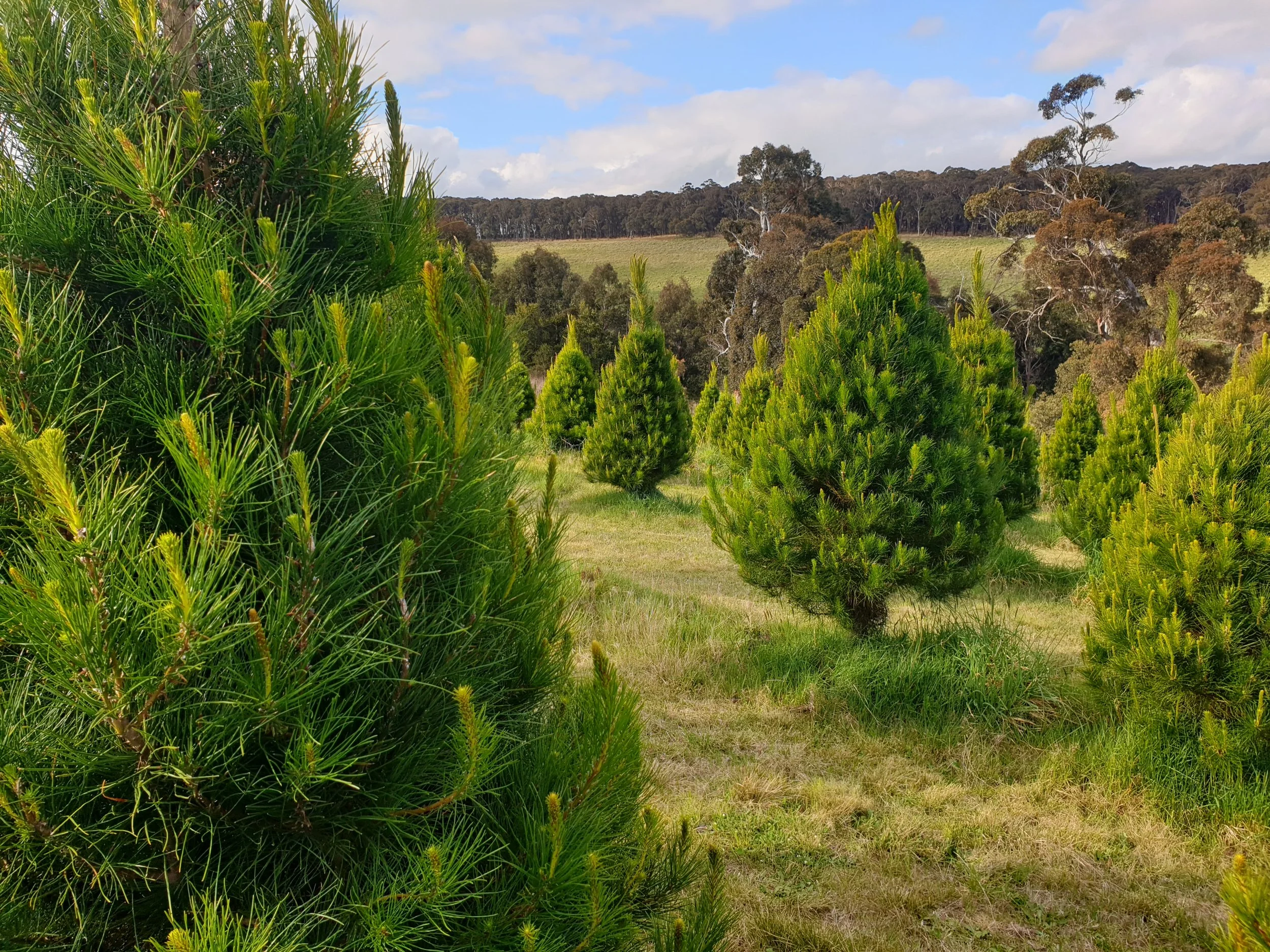 Radiata pine (Pinus radiata)