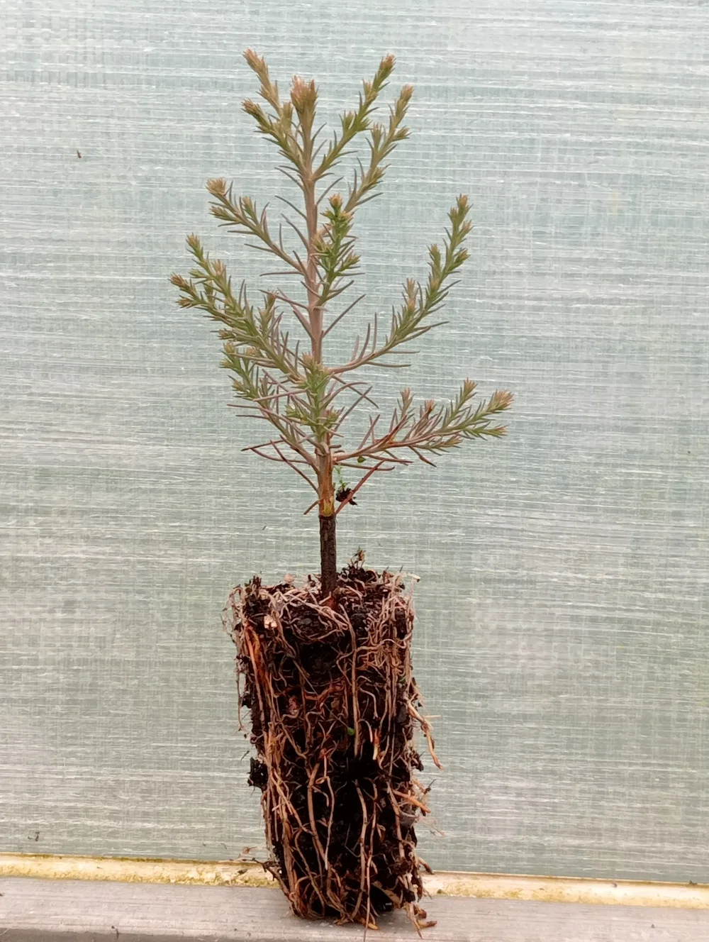 Giant Sequoia (Sequoiadendron giganteum) seedlings - box of 80  Spruced  Christmas Trees